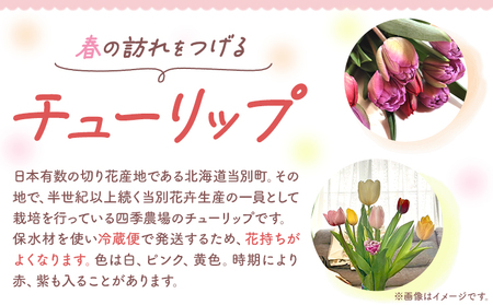 [1.5-281]チューリップ 切花 30本（3品種×各10本）四季農場 北海道 当別町 花 お花 チューリップ 切り花 切り花産地 