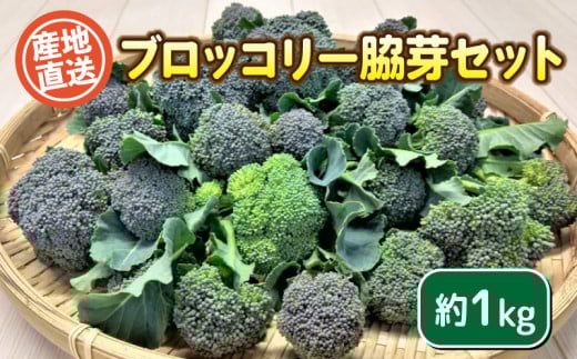 ブロッコリー 脇芽 1kg セット 期間限定 栽培期間中農薬不使用 野菜 ブロッコリー 惣菜 サラダ 炒め物 おかず 和食 洋食 根菜 家庭用 新鮮 旬 産地直送 豊浦町 川棚 下関 山口