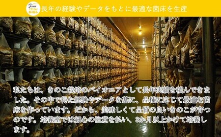 【訳あり】 菌床 生しいたけ 1kg ふぞろいのしいたけ達 愛媛 新居浜産 大きさ 形状 無選別 クール便 ご家庭用