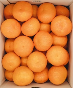 みかん 愛媛 伊予柑 L～2Lサイズ（約10kg）【2026年1月中旬から順次発送予定】 人気 数量限定 柑橘 伊予市｜B161