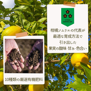 【レモン】 防腐剤ワックス不使用 【2026年9月下旬頃から順次発送】 家庭用 グリーンレモン 約2.5kg ｜愛媛県松山市 【RNK0112_g】