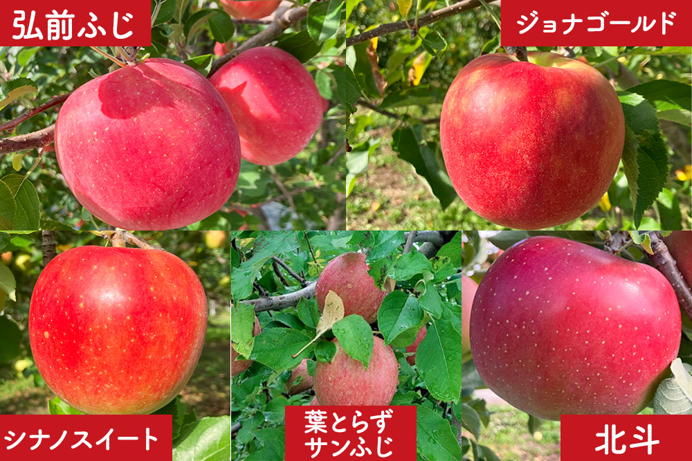 りんご 家庭用 りんご 品種おまかせ詰め合わせ 約 5kg (16~20玉程度)  前田りんご園 青森 果物 フルーツ 林檎 リンゴ くだもの 予約