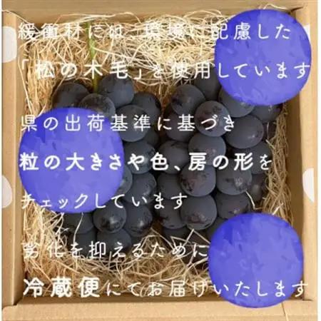 巨峰ぶどう(種なし) 　2房　1kg 以上　産地直送　山梨県山梨市牧丘産【配送不可地域：離島・沖縄県】【1535963】