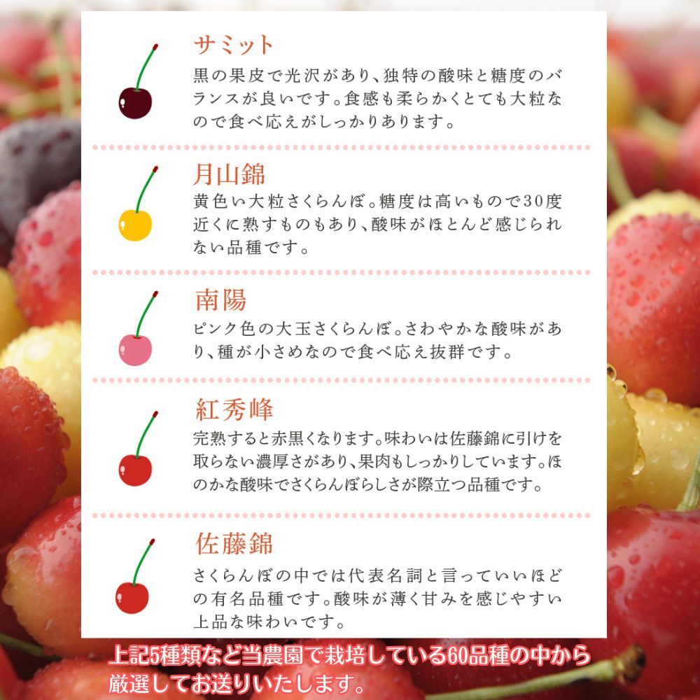 さくらんぼ 500g ×2 パック 赤黒黄ミックス 大橋さくらんぼ