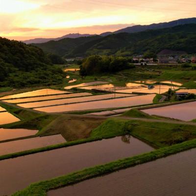ふるさと納税 東温市 〈坂本自然農場 穂田琉〉 特別栽培米:にこまる　精米2kg |  | 03