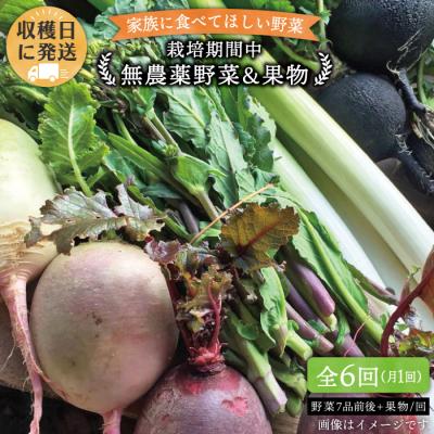 ふるさと納税 糸島市 【全6回定期便】こだわり野菜( 7品前後 )セット+果物[AGE010]