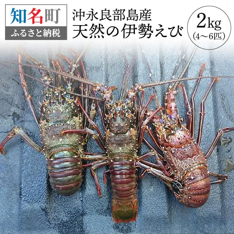 沖永良部 島産！ 天然 の 伊勢えび 2kg ( 4～6匹 ) C034-004 魚介類 冷凍 海老 エビ 伊勢海老