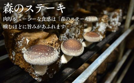 大粒 肉厚国産 生しいたけ 11粒 | しいたけ 株式会社レインボー
