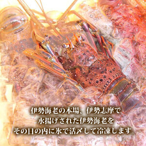 訳あり 冷凍 伊勢海老 約500g 2～3尾 活〆 伊勢えび 伊勢エビ イセエビ 海老 えび エビ ebi いせえび 魚介 海鮮 海産物 海 特産品 うま味 旨味 海の幸 アウトドア BBQ 刺身 炭