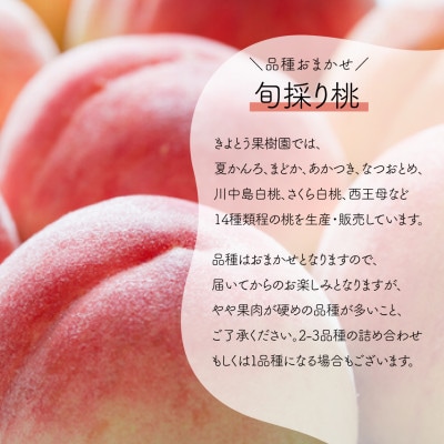 【発送月固定定期便】【2026年先行予約】量より質!桃とピオーネ&シャインの定期便(岡山県産)全2回【配送不可地域：離島・北海道・沖縄県】【4067690】