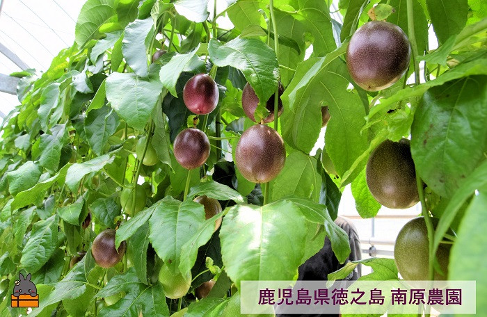 鹿児島県徳之島の南原（はいばる）農園で美味しく育ちました。