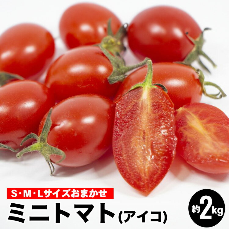 【ふるさと納税】＼選べる配送時期／ミニトマトアイコ(松トマト）約2kg（S・M・Lサイズおまかせ）