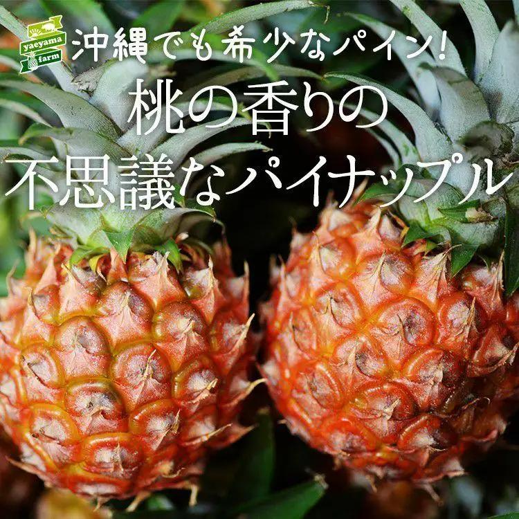 石垣島産 ピーチパイン 約2.4kg 3～4玉