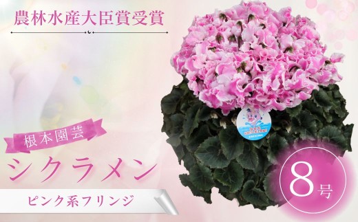 【2026年 先行予約】シクラメン ピンク系フリンジ 8号鉢 | 花 お花 ガーデンシクラメン ピンク 8号 花ギフト フラワーギフト 鉢花 鉢植え ギフト プレゼント 贈答 農林水産大臣賞受賞 根本園芸 シクラメン