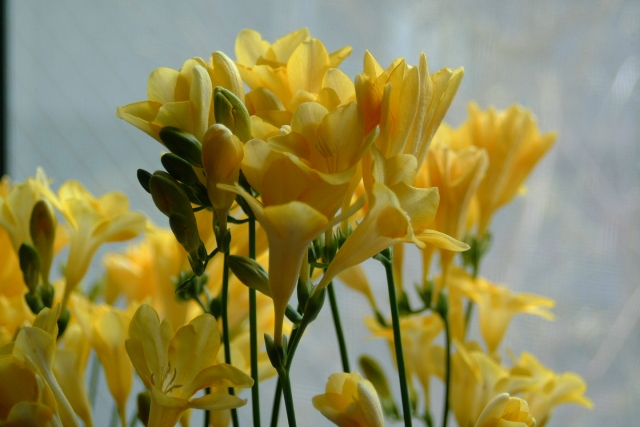 3月発送：優しい香り フリージア 3色セット　100本 生産者直送 直送 生花 切り花 花 はな 春 先行予約 予約 茨城県 利根町