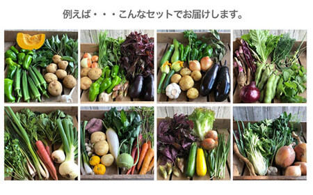 野菜おまかせセット【宮殿の厨房野菜 六月農園】野菜詰め合わせ N5