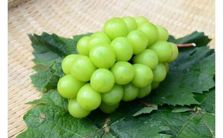 ピオーネ1房とシャインマスカット1房 計2房 約1.2kg 新見【 先行予約 2025年9月中旬から順次発送】