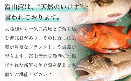 【３回 定期便】 氷見漁港朝どれ！旬の新鮮刺身おまかせセット ２、３人前（３月・６月・１１月）