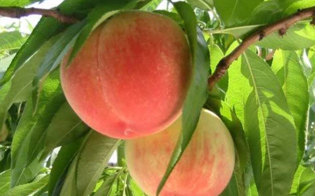 中央市産 もも 約2kg