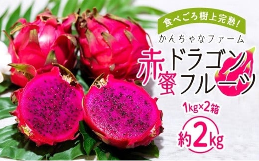 
            奄美産 食べごろ樹上完熟『赤蜜ドラゴンフルーツ』1kg×2箱セット【ドラゴンフルーツ フルーツ 果物 くだもの 完熟 食べごろトロピカル 南国 健康 美容 ビタミンC スーパーフード ジューシー お取り寄せ フルーツギフト プレゼント用 夏の果物 季節限定 贈答品 奄美大島 鹿児島県 瀬戸内町】
          