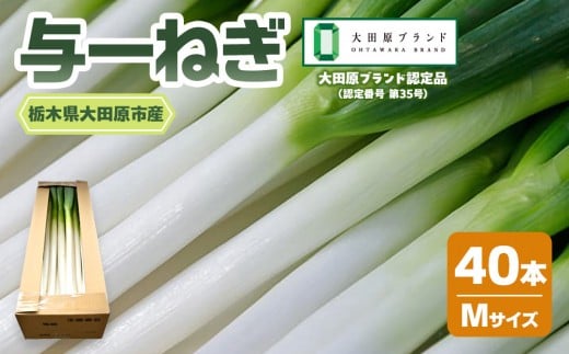 与一ねぎ Mサイズ（40本） ｜野菜 ネギ 農家直送 産地直送 産直 大田原ブランド 栃木県 大田原市