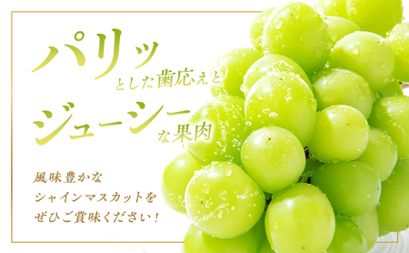 ぶどう 先行予約 家庭用 シャイン マスカット 2房 1房600g～700g 10月発送分 ぶどう