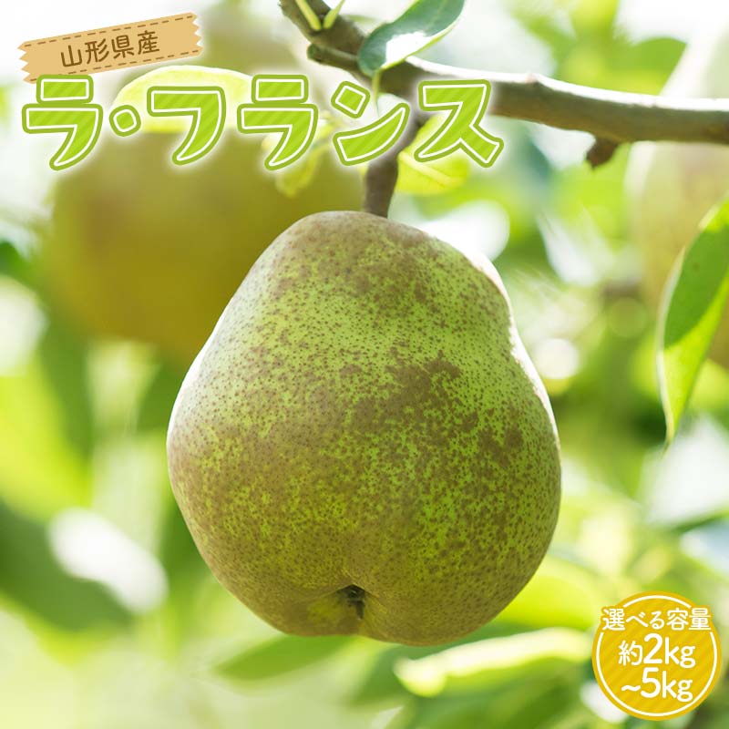 【ふるさと納税】 贈答用 山形県産 洋梨 ラ・フランス【選べる容量】約2～5kg(5～16玉) 2025年11月上旬から順次発送 洋梨 洋なし ラフランス 秋果実 果物 くだもの フルーツ 贈答 贈り物 ギフト プレゼント 産地直送 山形県 西川町 月山 FYN6-163var