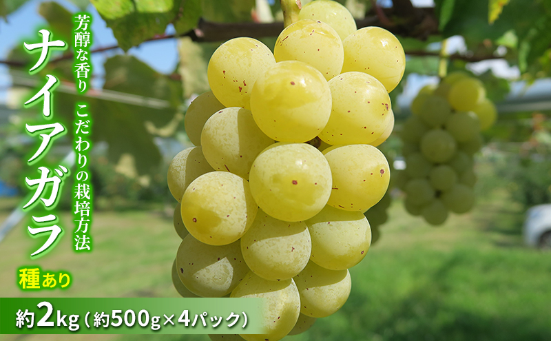 種ありナイアガラ 約2kg 2025年(R7年)9月中旬～10月下旬頃出荷予定【安心安全 こだわりの栽培方法 除草剤不使用 栽培期間中 ネオニコチノイド系農薬不使用 化学合成肥料不使用】 