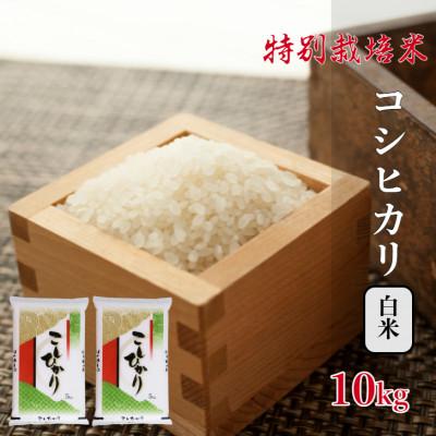 ふるさと納税 酒田市 コシヒカリ精米10kg(5kg×2袋)