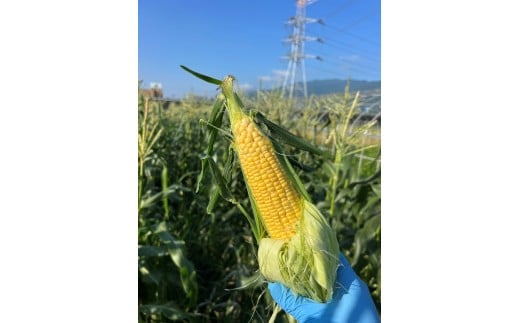 奈良県産 とうもろこし おおもの 5本入り 【2026年7月初旬～7月末頃に順次発送予定】／ 23ファーム トウモロコシ コーン スイートコーン 美味い  甘い 野菜 産直 新鮮 旬 茹で スープ サ