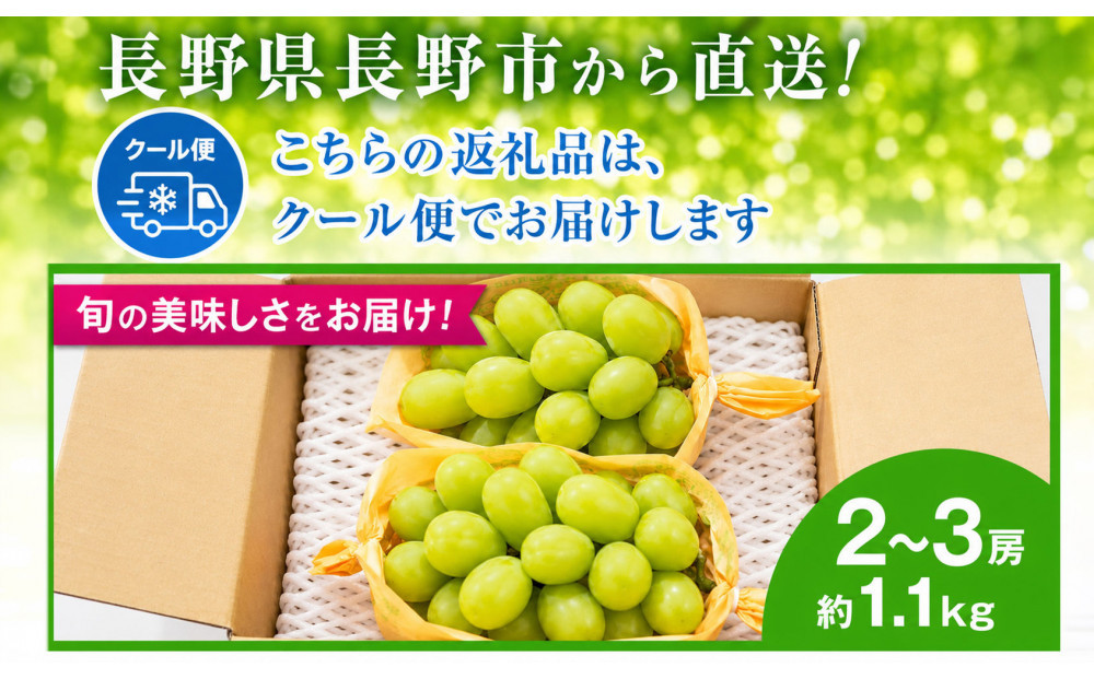 長野市産 シャインマスカット約1.1kg（2～3房）【2026年発送】｜ シャインマスカット 果物 くだもの ぶどう フルーツ 旬 デザート 人気 おすすめ 長野県 長野市 信州 信濃 ふるさと納税