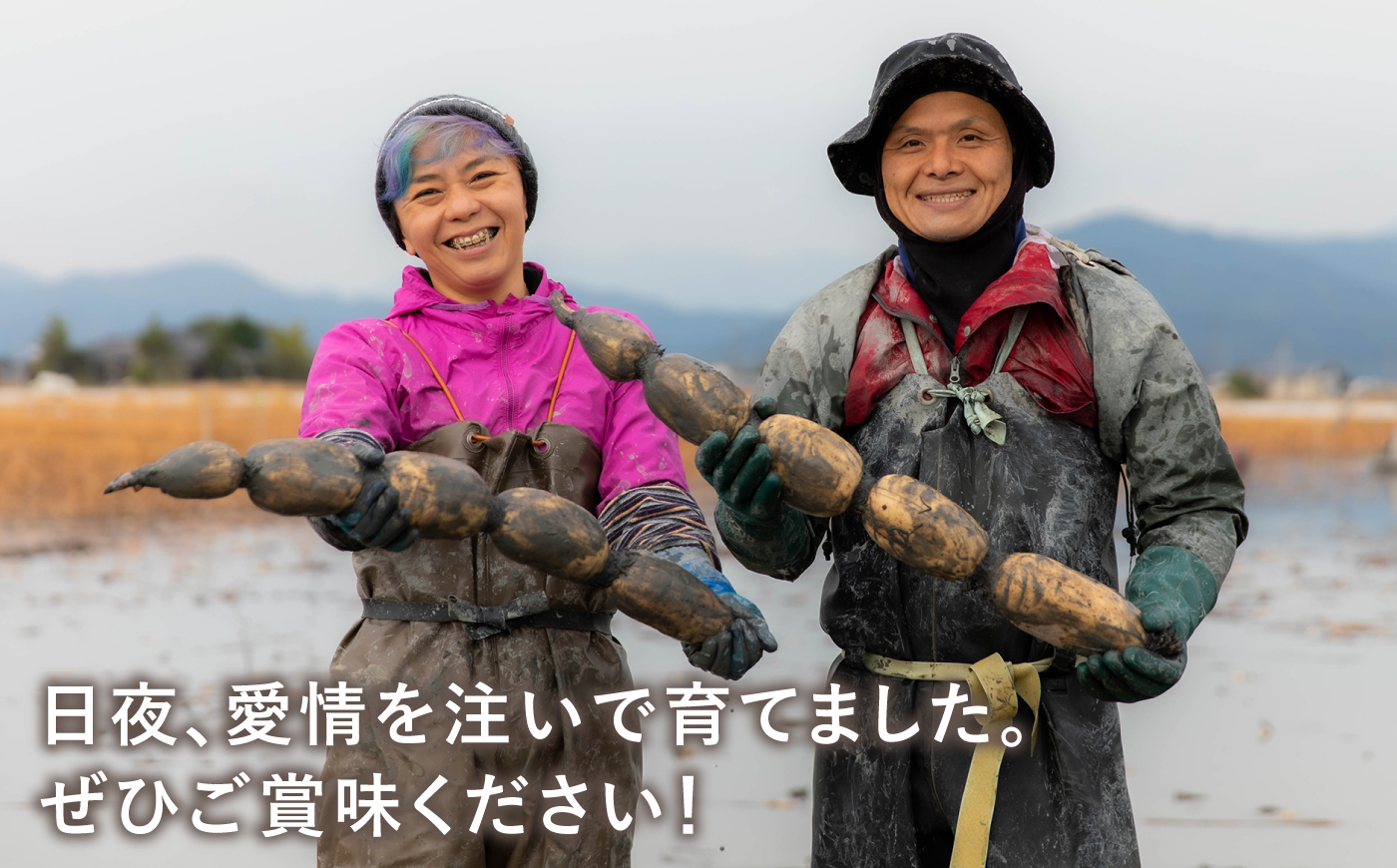 【先行予約 2027年1月～発送】【年明け発送】【祖母は104歳 健康長寿の源！】 白石れんこん6kg（3kg×2箱） 【やまぐちれんこん店】蓮根 レンコン 泥付き 根菜 野菜 佐賀県産 [ICT007]