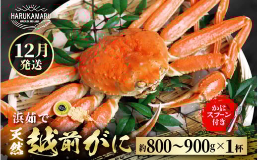 【先行予約】≪浜茹で≫ 地物！天然！越前がに 生の状態で約800g～900g × 1杯【2025年12月上旬以降順次発送予定】 かにスプーン付き はるか丸厳選！獲れたて！茹でたてをお届けします！【冷蔵