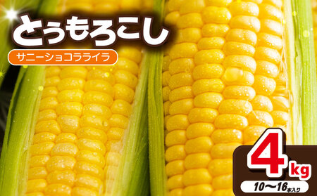 訳あり とうもろこし 4kg （10本~16本） サニーショコラライラ 先行予約