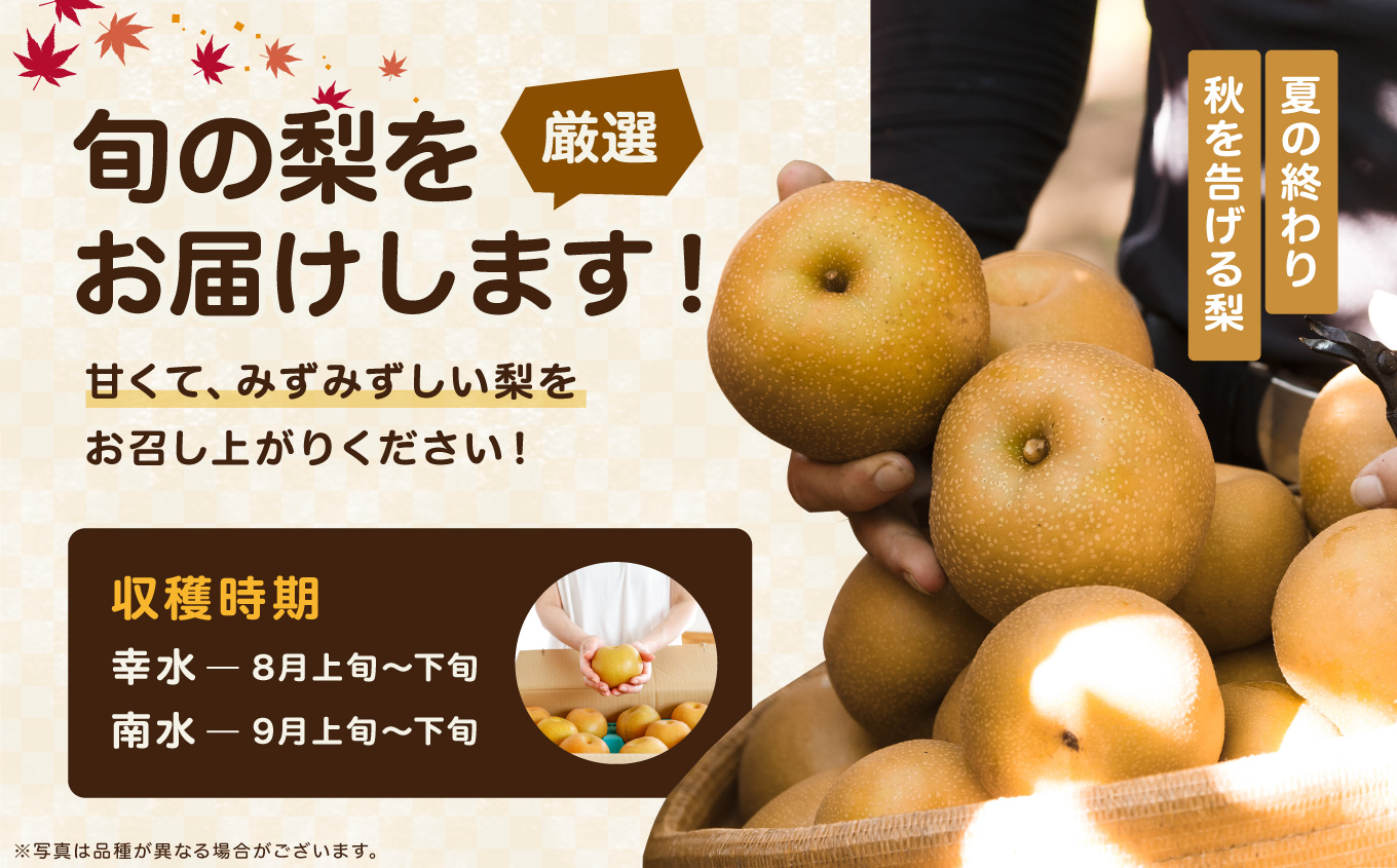 南信州産 幸水 または 豊水 秀品 約5kg 8～16玉 <2026年9月上旬～順次発送> ＪＡみなみ信州ＤＭセンター飯田市