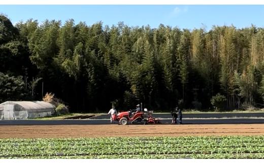 【先行予約】3回 定期便 熟成芋の干し芋（丸干し・丸干し）500g×2袋 1kg | 紅はるか 平干し 丸干し 干しいも 干し芋 干しいも さつまいも 干し芋 干し芋 hoshiimo スイーツ お菓