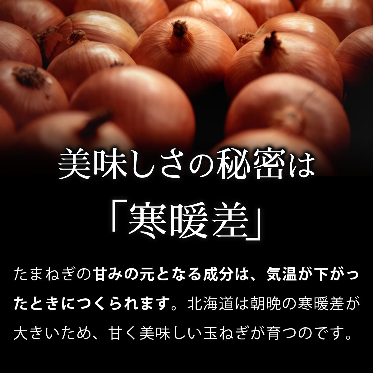 真珠の玉葱 特別栽培Lサイズ5kg(赤玉葱5個入り)≪海のミネラルで育てた特別栽培玉葱≫【50108】202412