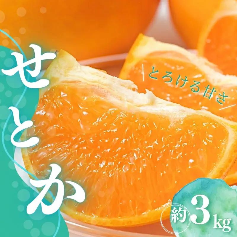 せとか 橋本農園のせとか 3kg【mht011A】