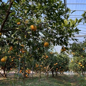 《2本》徳島県産　情熱みかんドレッシング【1649529】