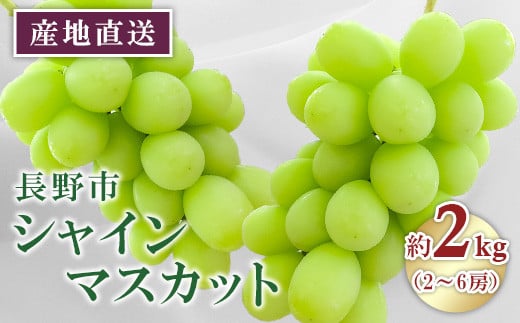 シャインマスカット2kg【2021年9月以降出荷分】（矢島農園）