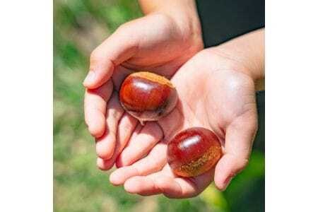 【大阪能勢特産】 栗ジャム 4個セット