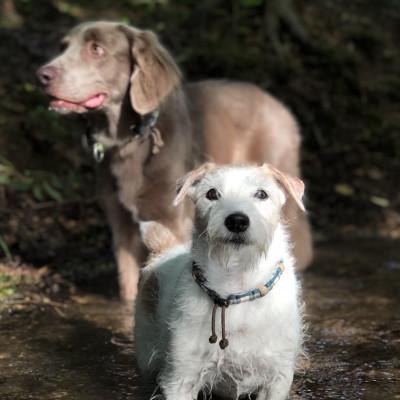 ふるさと納税 那須塩原市 犬用虫よけカラー&エッセンシャルオイルセット　那須塩原オリジナル色(オレンジ×ブルー)　Sサイズ |  | 03