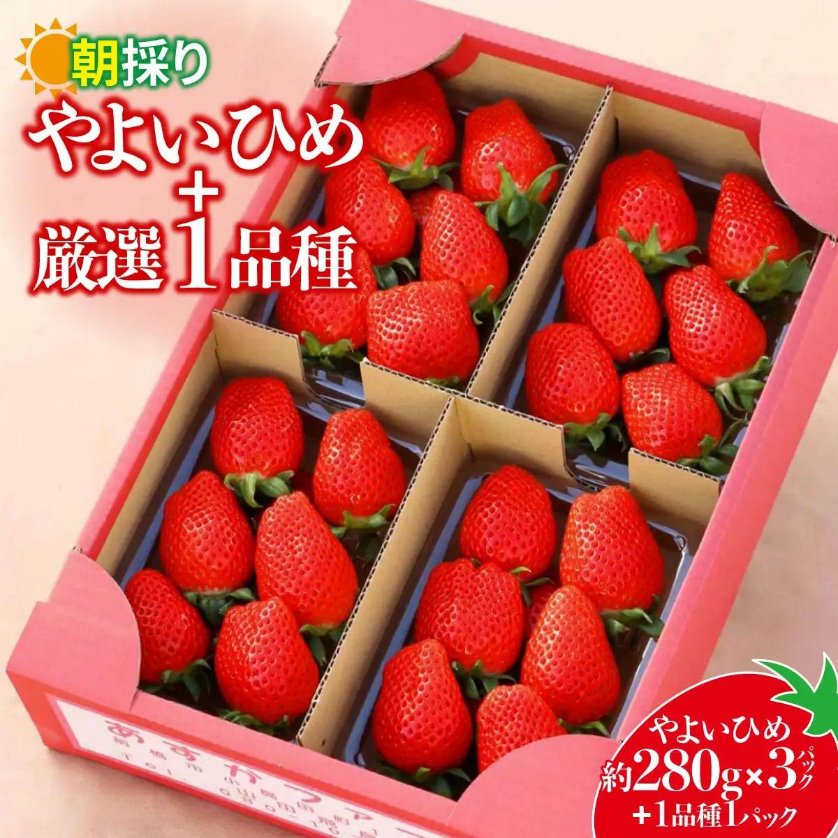 やよいひめ280g×3パック＋厳選1品種　合計4パック いちご