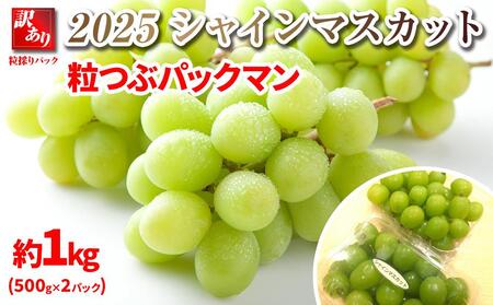 【先行予約】2025  シャインマスカット　粒つぶパックマン【訳ありパック】 2パック　約1キロ　長野県産【10月中旬頃～順次発送予定 】国際特許有機肥料栽培 | シャインマスカット シャインマスカット シャインマスカット シャインマスカット シャインマスカット シャインマスカット