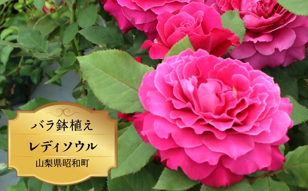 
                  バラ苗鉢植え「レディソウル」 SWBD011
                