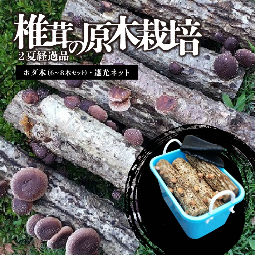 椎茸の原木栽培2夏経過品 ／ 家庭菜園 お手軽 栽培キット 自由研究 鑑賞 原木 きのこ【0051-001】