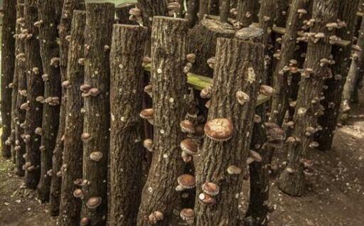 原木生しいたけ約700g 和歌山有田産  ★先行予約★ 2024年11月より順次発送