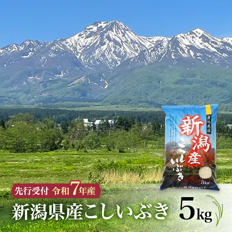 【ふるさと納税】【先行予約 令和7年産 こしいぶき】10月中旬より順次発送　新潟県産こしいぶき 5kg 上越市 米 こめ コメ お取り寄せ　お届け：2025年10月中旬～12月下旬まで