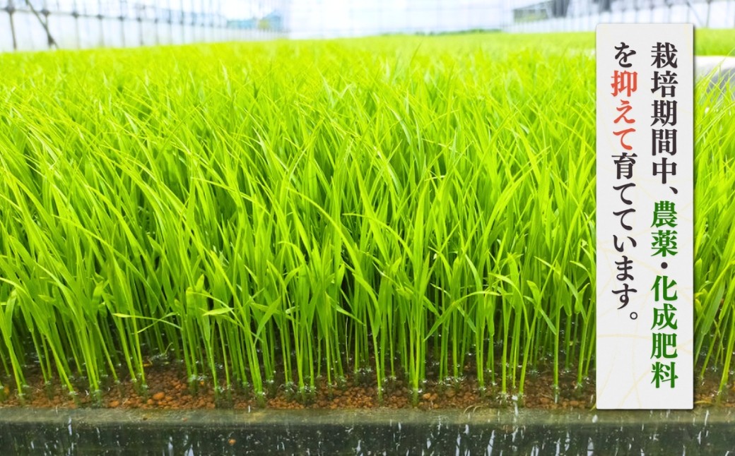 新潟県弥彦村石井農園 コシヒカリ＜玄米 10kg＞