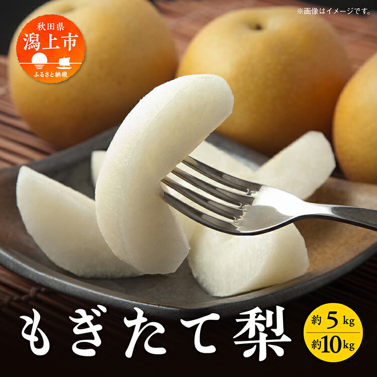 【ふるさと納税】梨 5kg 10kg 採れたて あきた梨 幸水 あきづき 南水 かおり 秋泉 秀玉 新星 新高 12～18玉前後 24～36玉前後 旬 果物 くだもの フルーツ なし 冷蔵 送料無料 お取り寄せ 秋田県産 秋田 潟上市 《9月中旬～10月下旬より順次発送》 【加賀谷農園】